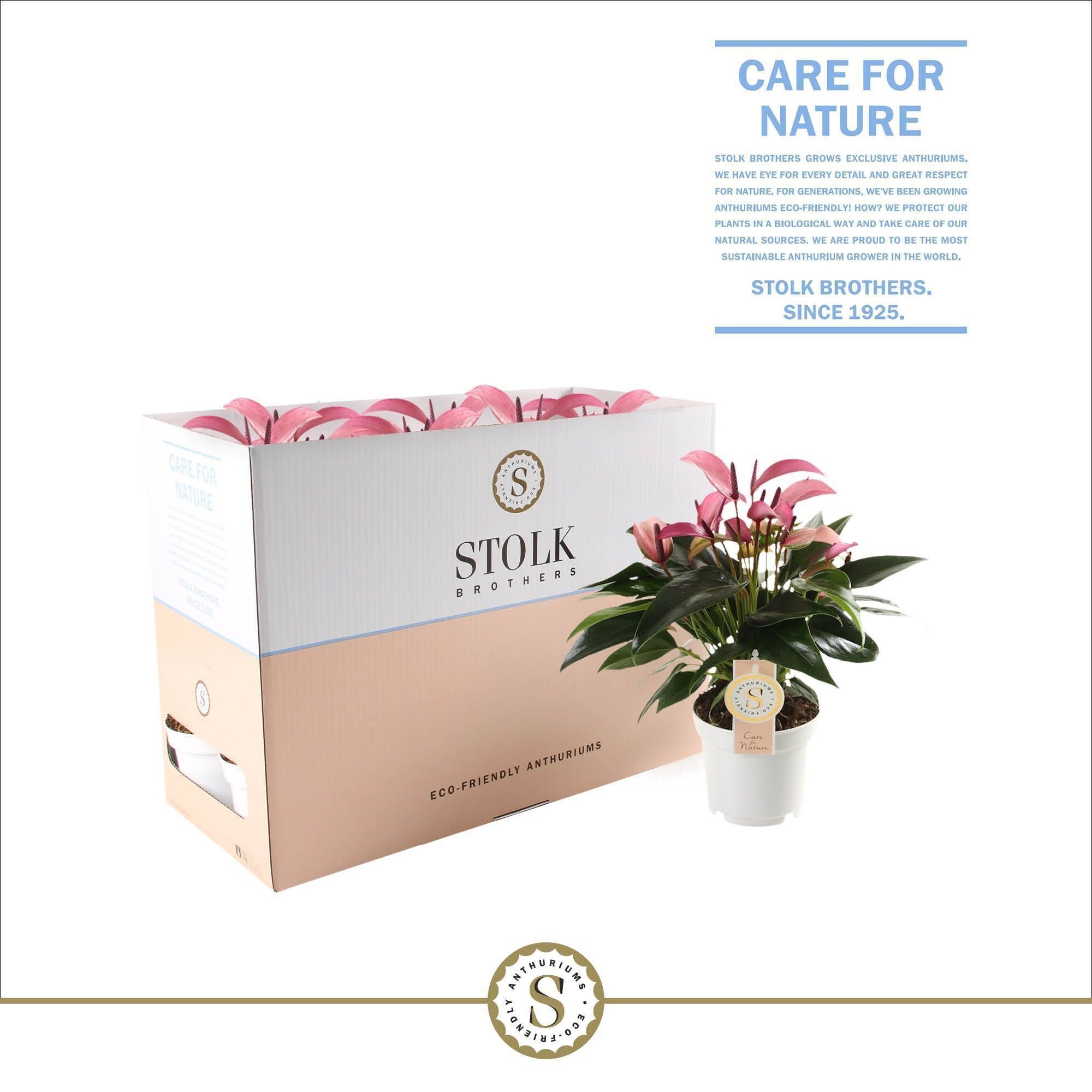 Zizou 12cm in Ecobox, D 12 cm