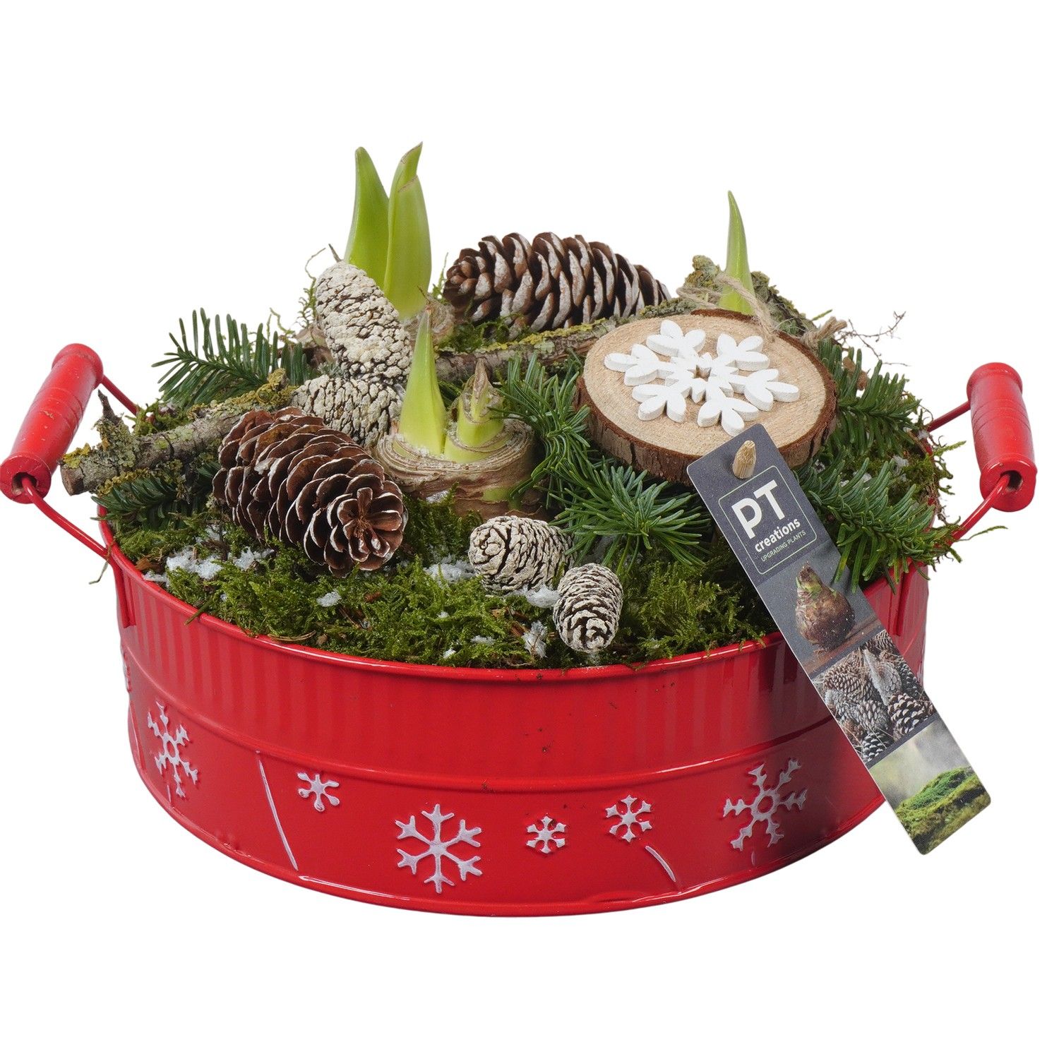 PTACH5871 Arrangement Amaryllis Christmas in metalen pot, D 22 cm