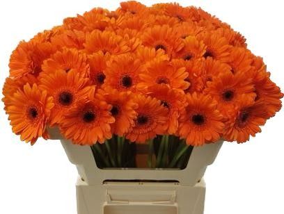 Гермини Бизон, шт.