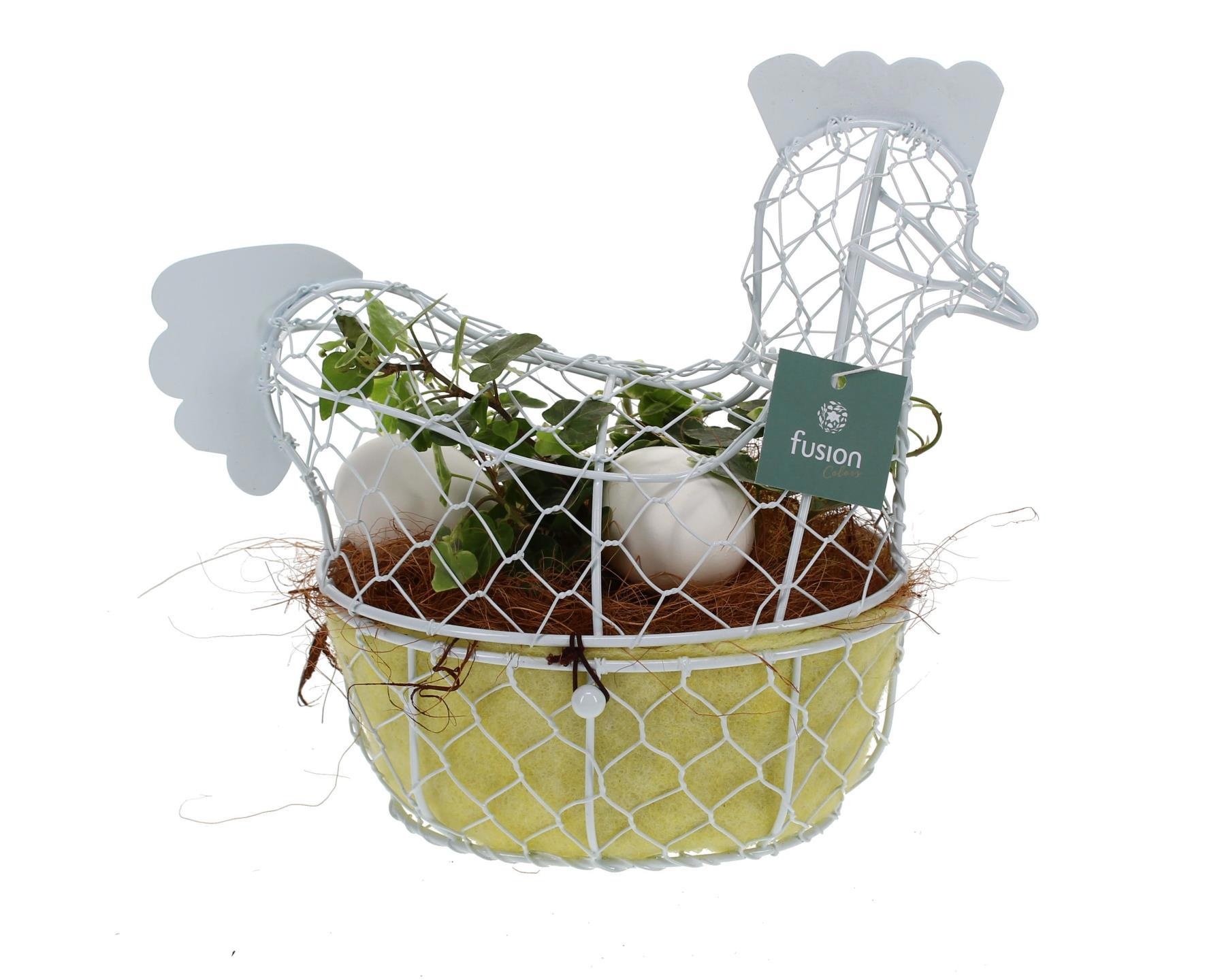 Pasen Kip gaas pastel met Hedera, D 25