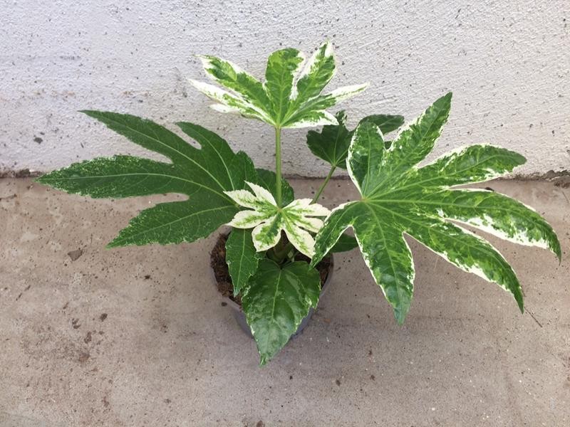 FATSIA JAPONICA 'SPIDERWEP', D 12 cm