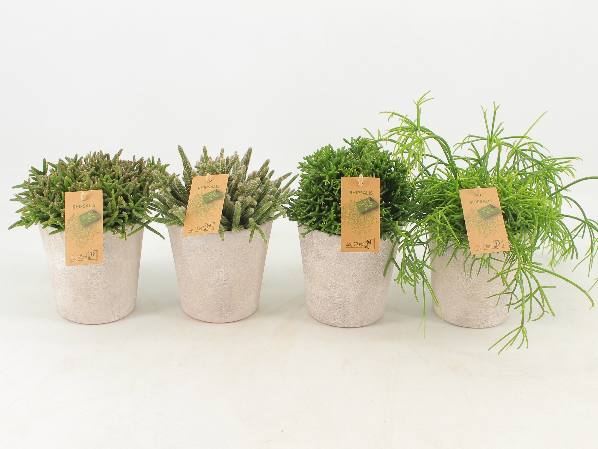 Rhipsalis gemengd P10,5 in keramiek Amy, D 12,5