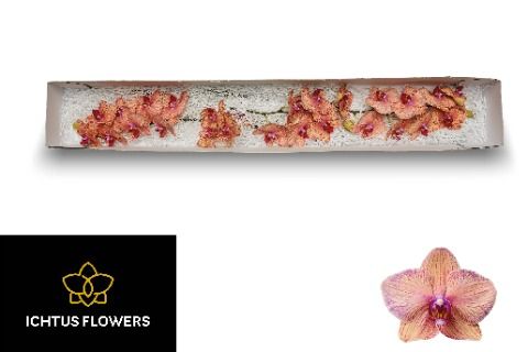 Фалинопсис Голден Трежэ x25, шт.