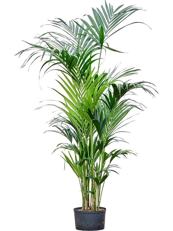 Kentia (Howea) forsteriana, D 32