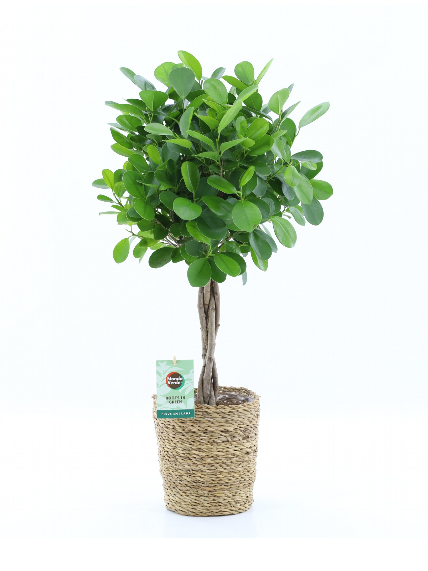 Ficus Microcarpa Moclame in Seagrass, D 19