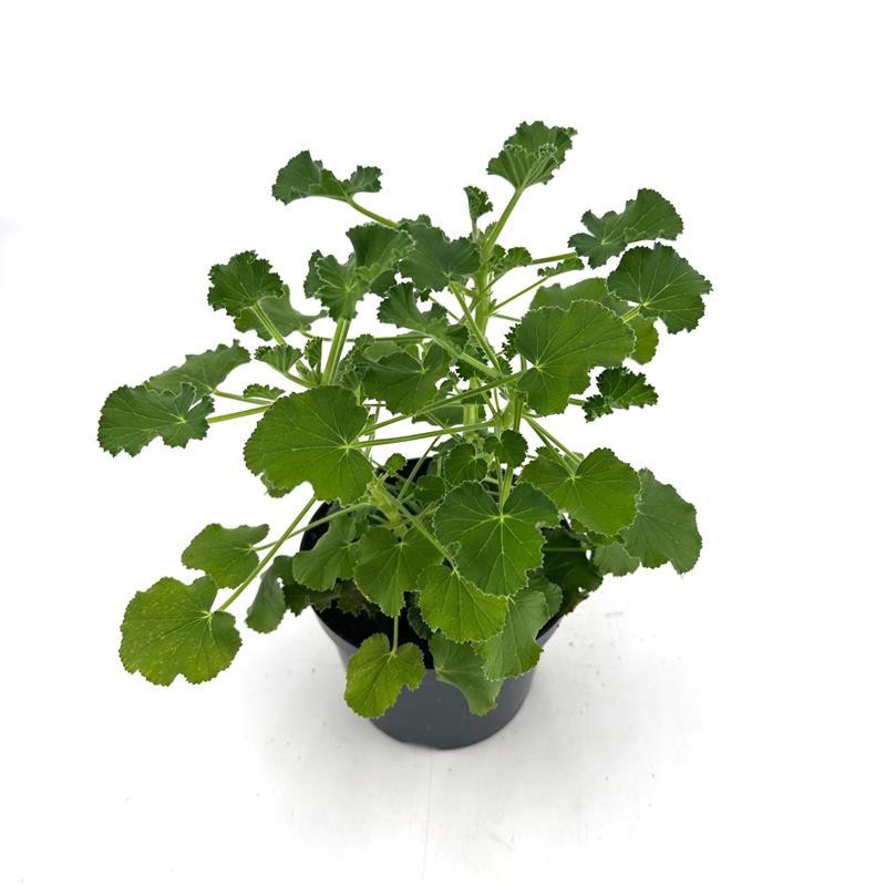 PELARGONIUM GRAVEOLENS 'Torento', D 12 cm