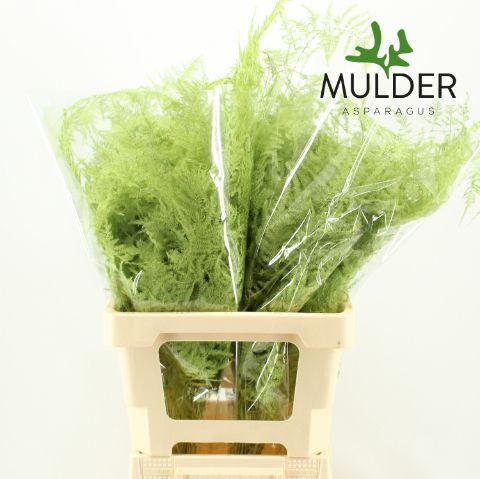 Аспарагус Овериг Крашеный (краш. ) 65, шт.