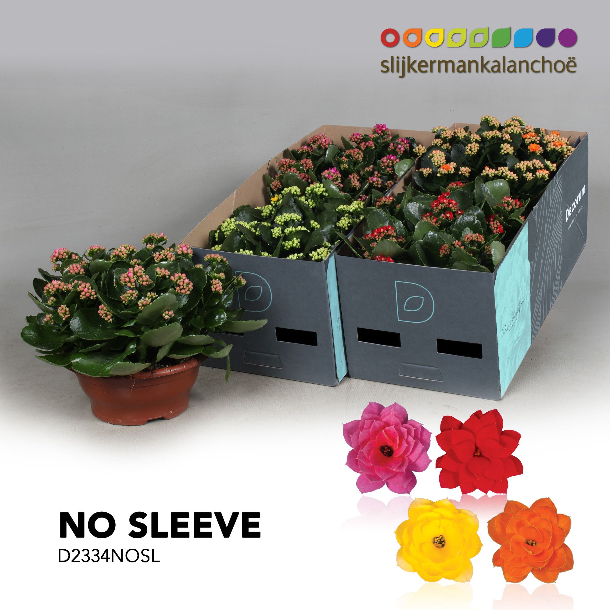 Kalanchoe No Sleeve - Mix, D 23