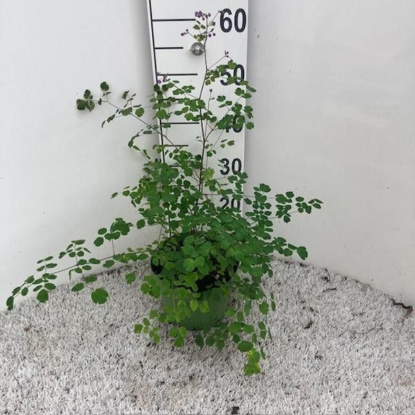 Thalictrum Hybrid 'Purple Wings', lila, D 19