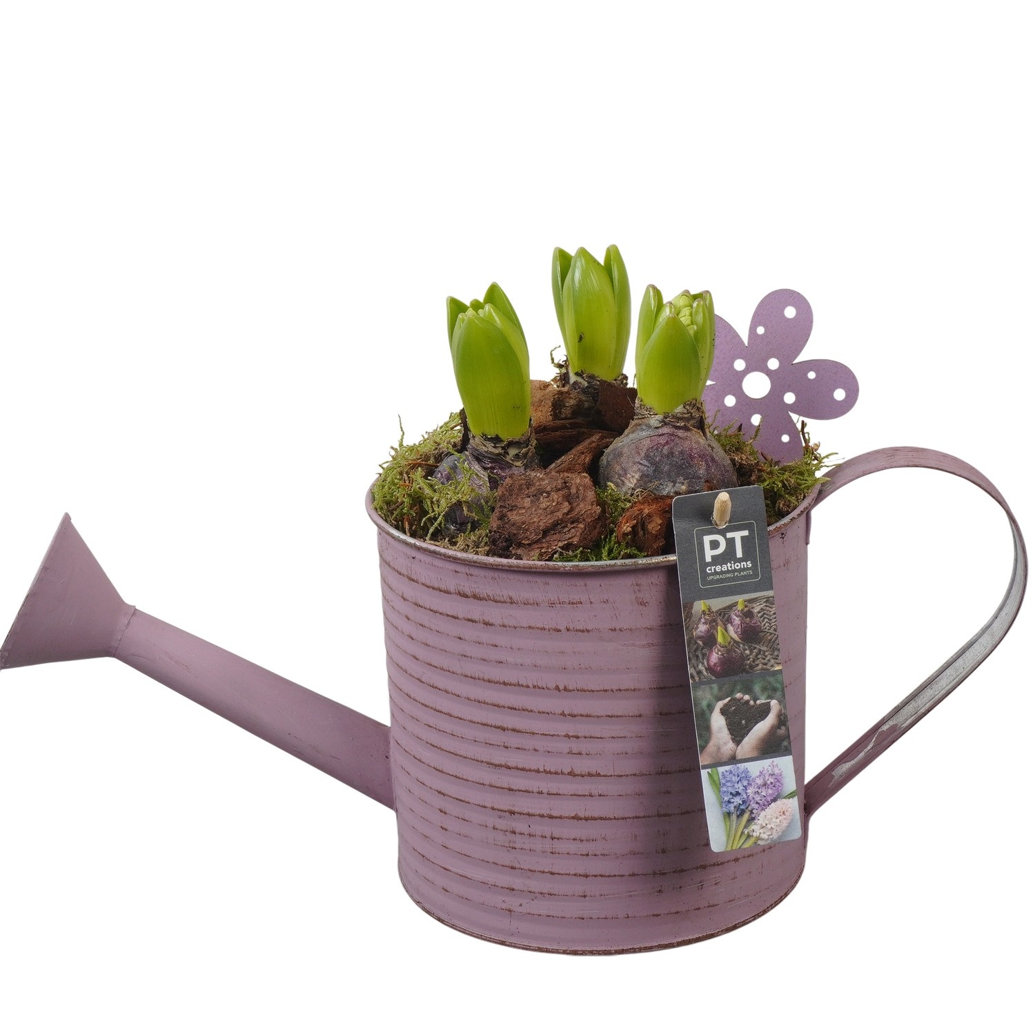 PTHC9119 Arrangement Hyacints in zink gieter, D 14