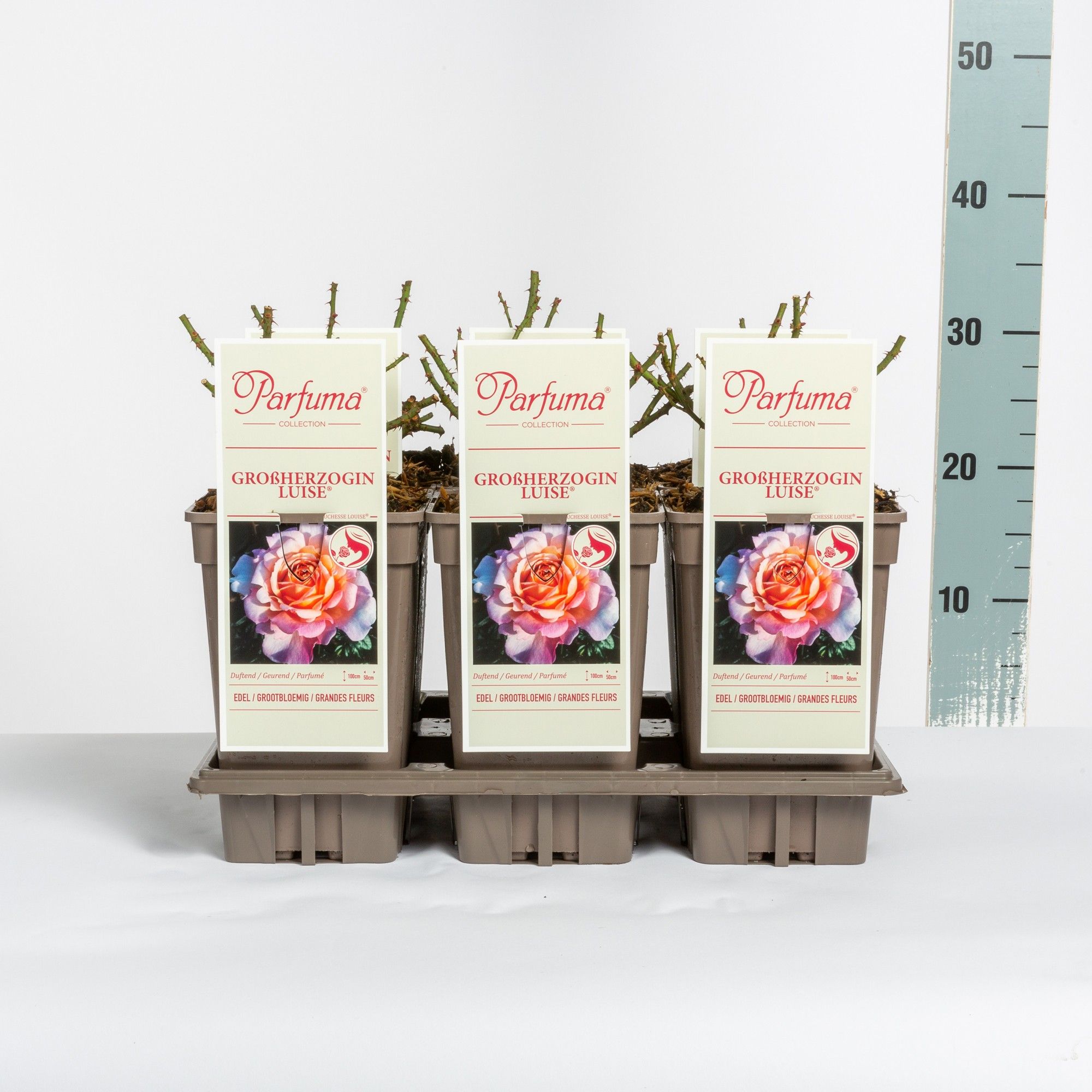 Rosa Parfuma (TH) Großherzogin Luise ®, C3, D 17 cm