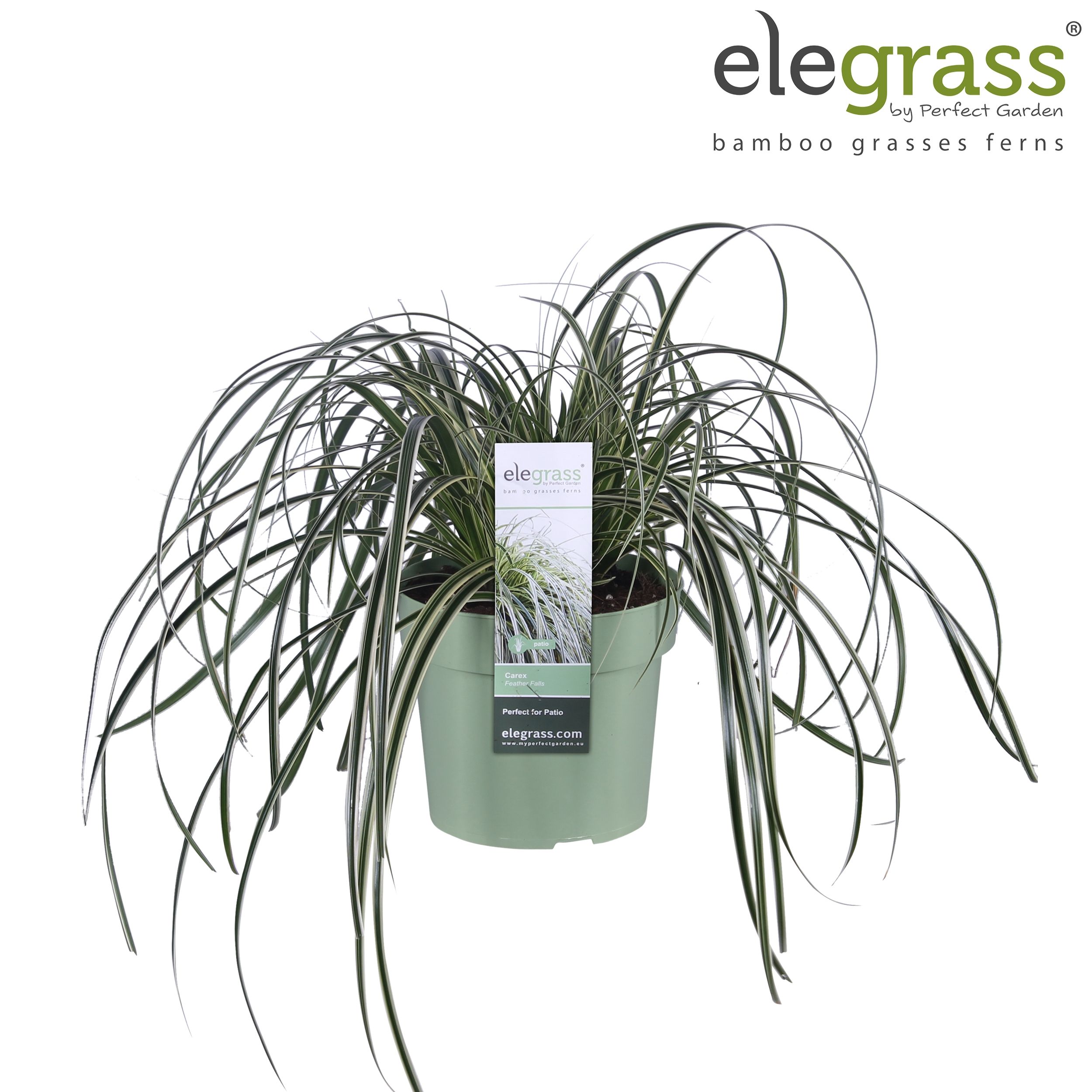 Carex 'Feather Falls' P14, D 14