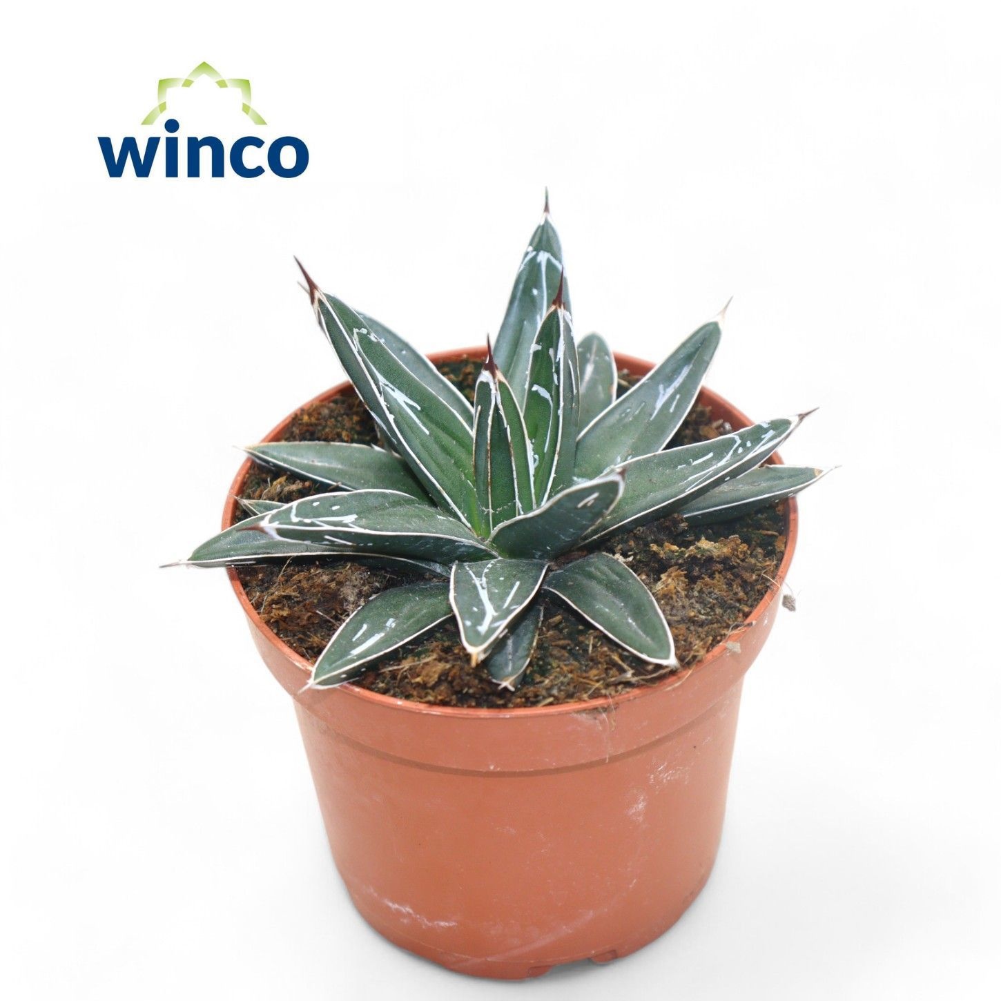 Agave Victoriae-reginae, D 8,5