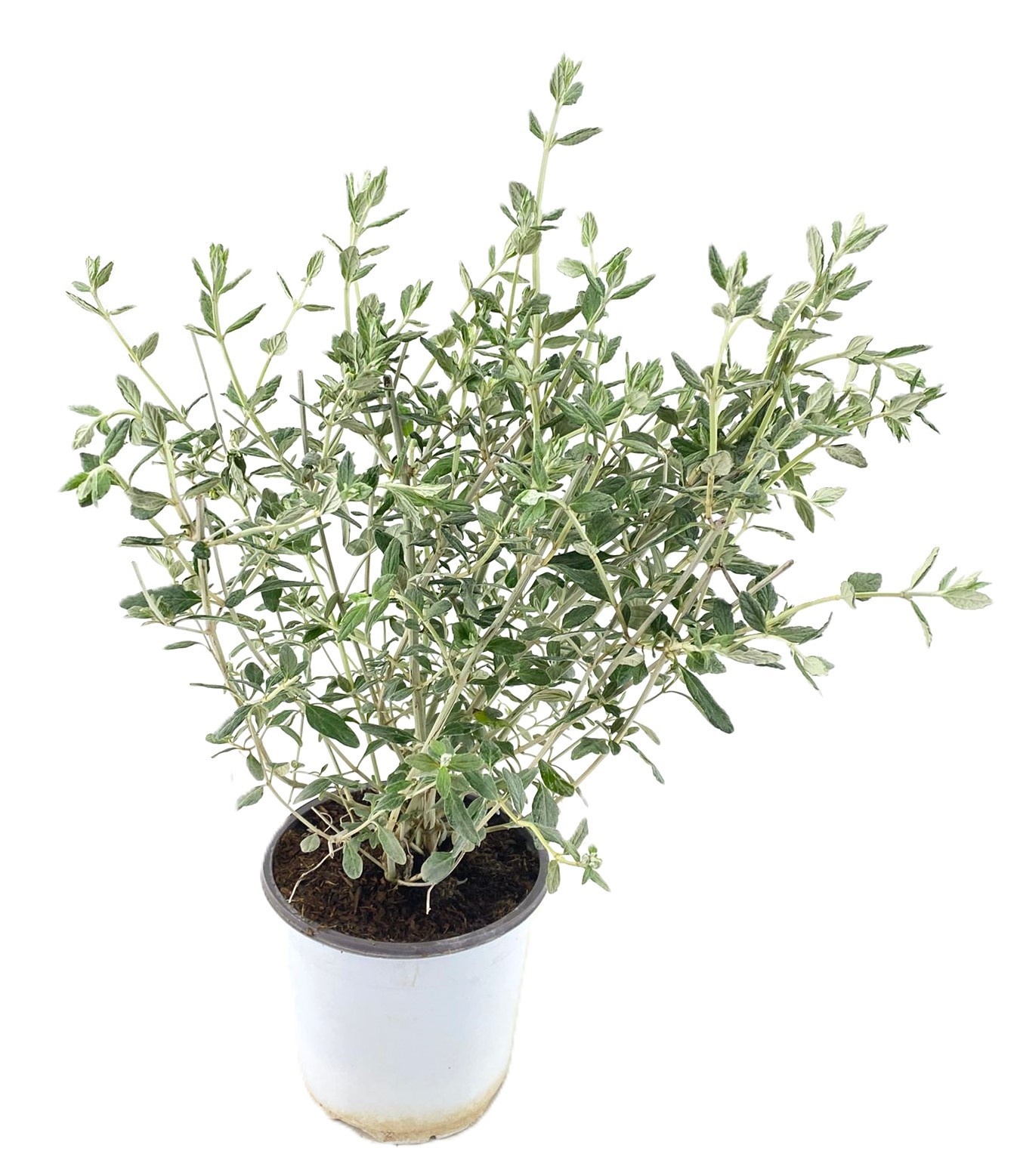 Teucrium fruticans, D 17