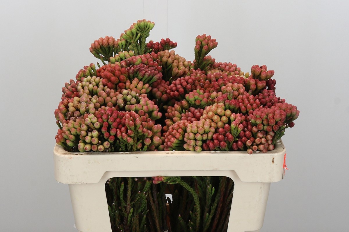 Бруния Лаевис Рэд 50, шт.