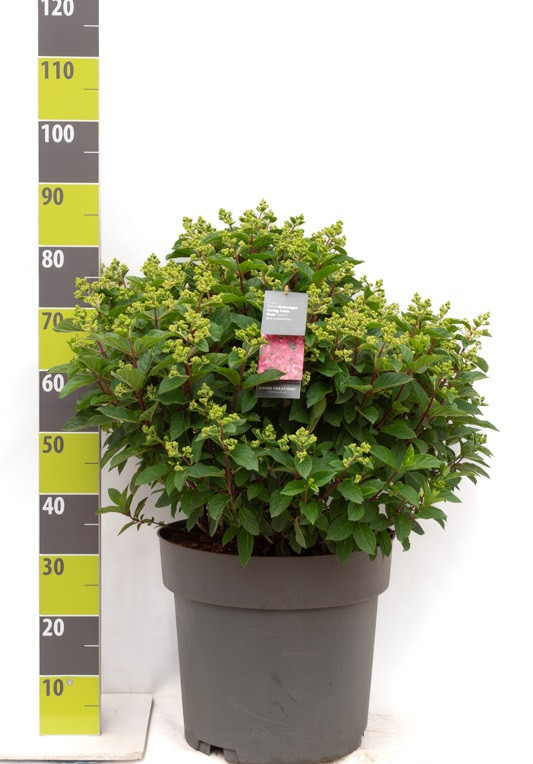 Hydrangea panic. 'Living Little Rosy'® C 30, D 40