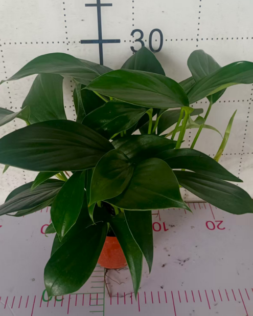 Филодендрон драгон тейл 11 30