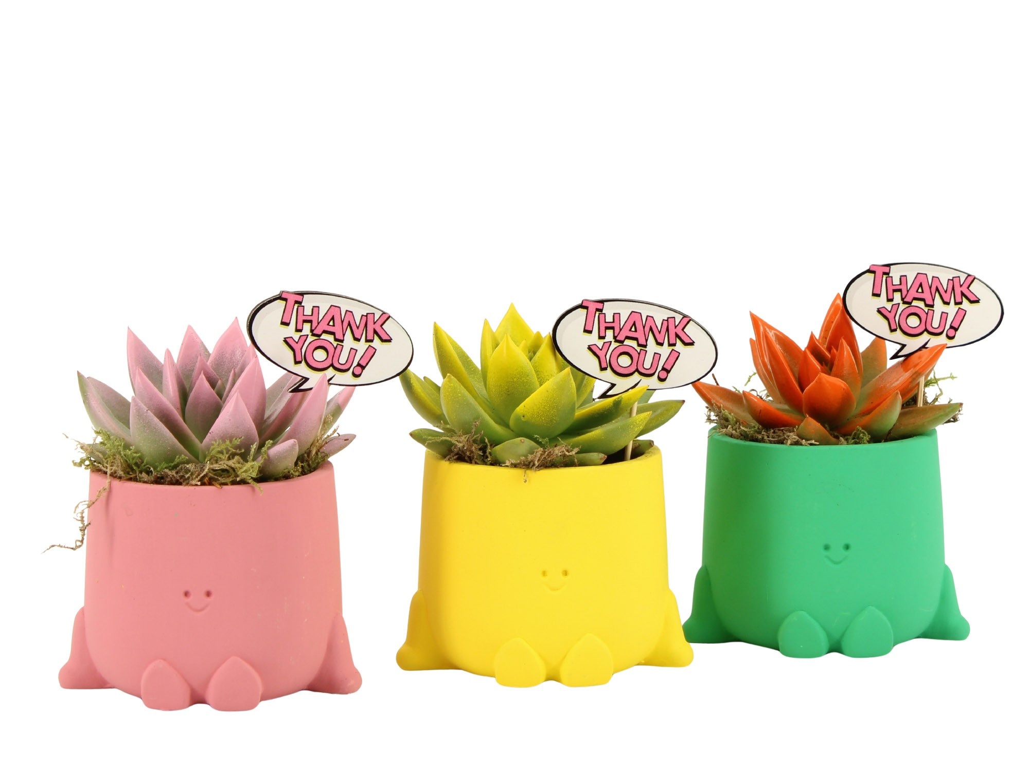 31709: Love school arrangement, D 8