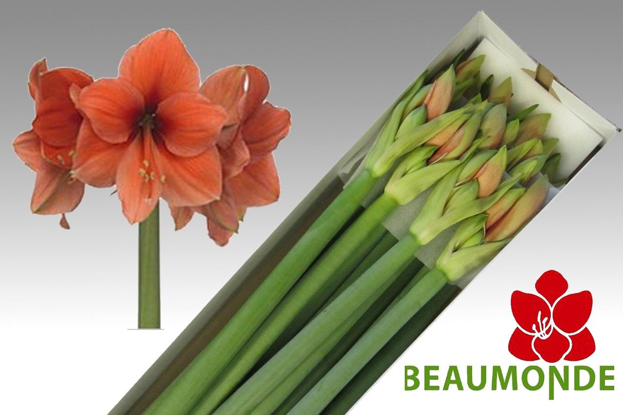 Амарилис Дизае (оранж.) x10, шт.