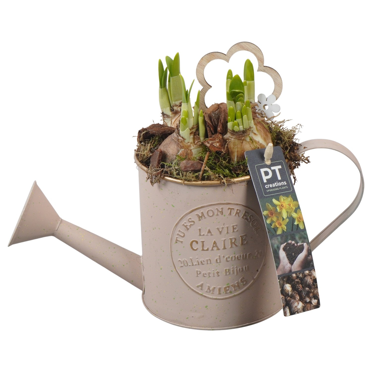 PTN8552 Arrangement Narcissus in zink gieter, D 11