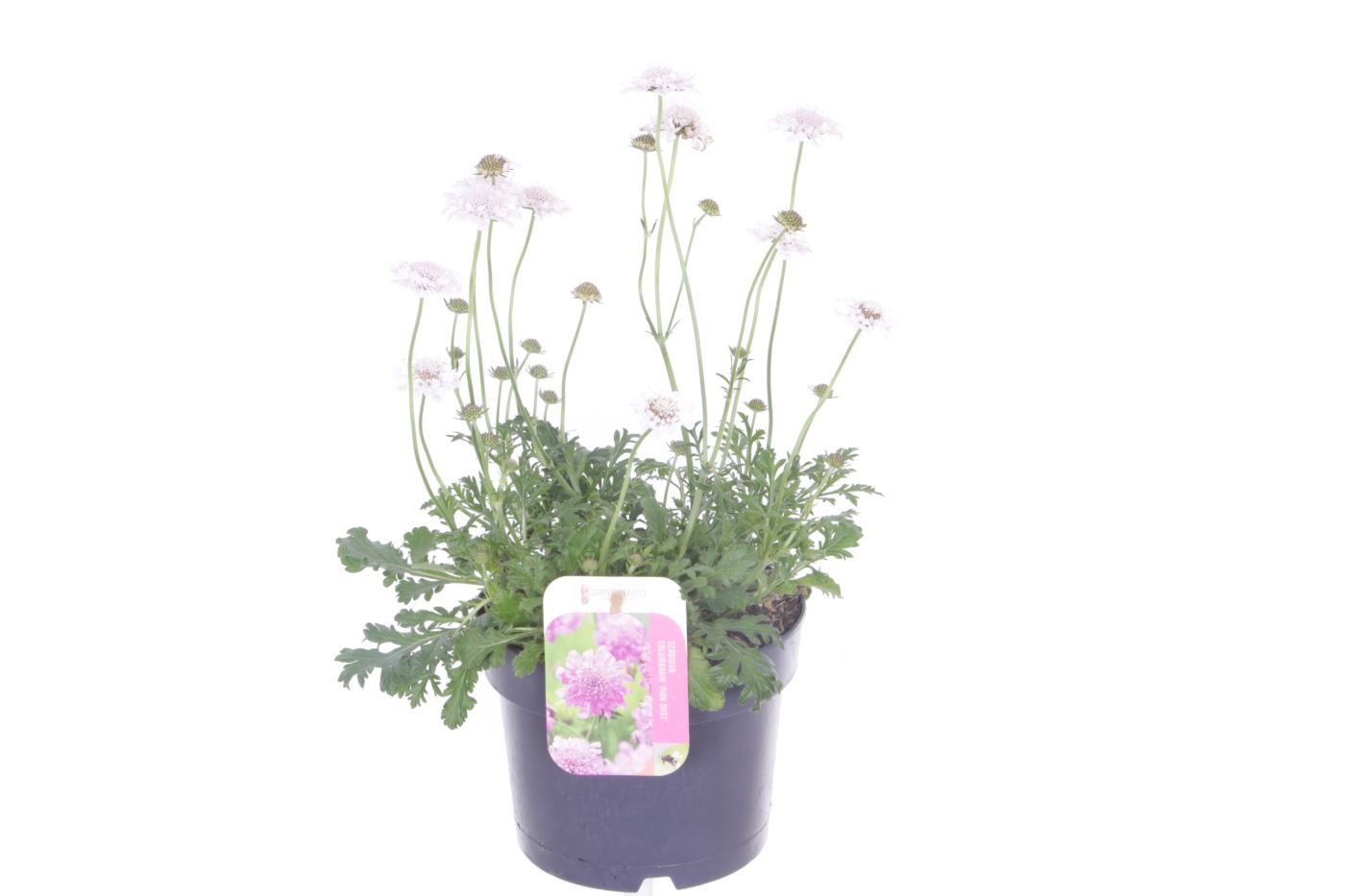 Scabiosa caucasica Perfecta Alba, D 17