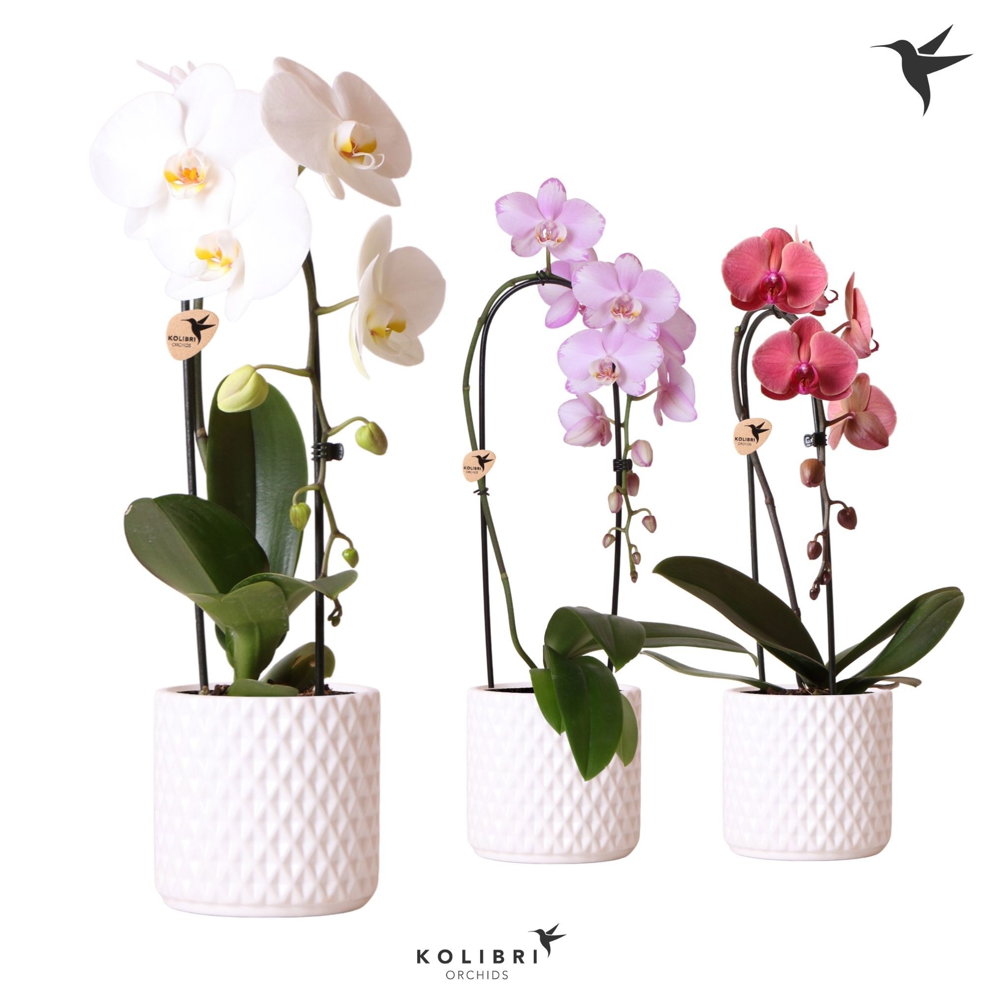 Kolibri Orchids Phalaenopsis Cascade Niagara Fall mix 1 spike in Diamond pot white, D 12