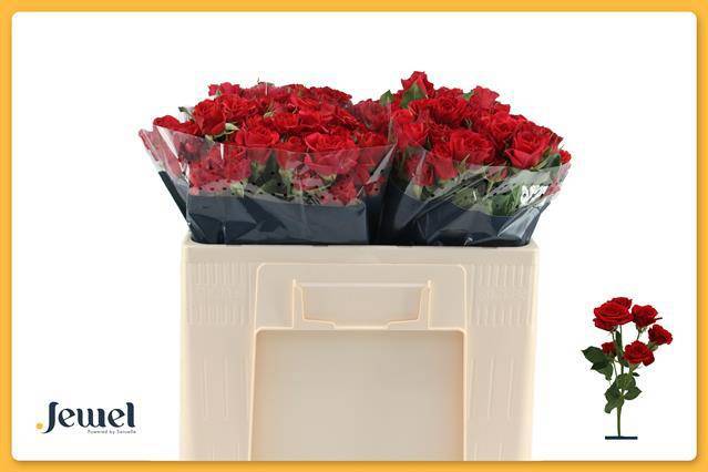 Роза куст. Мирабель 50, шт.