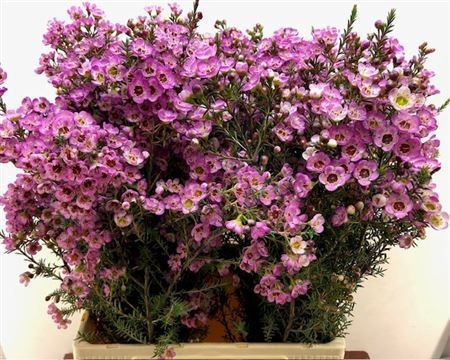 Шамелациум Ади 70 (роз.), шт.