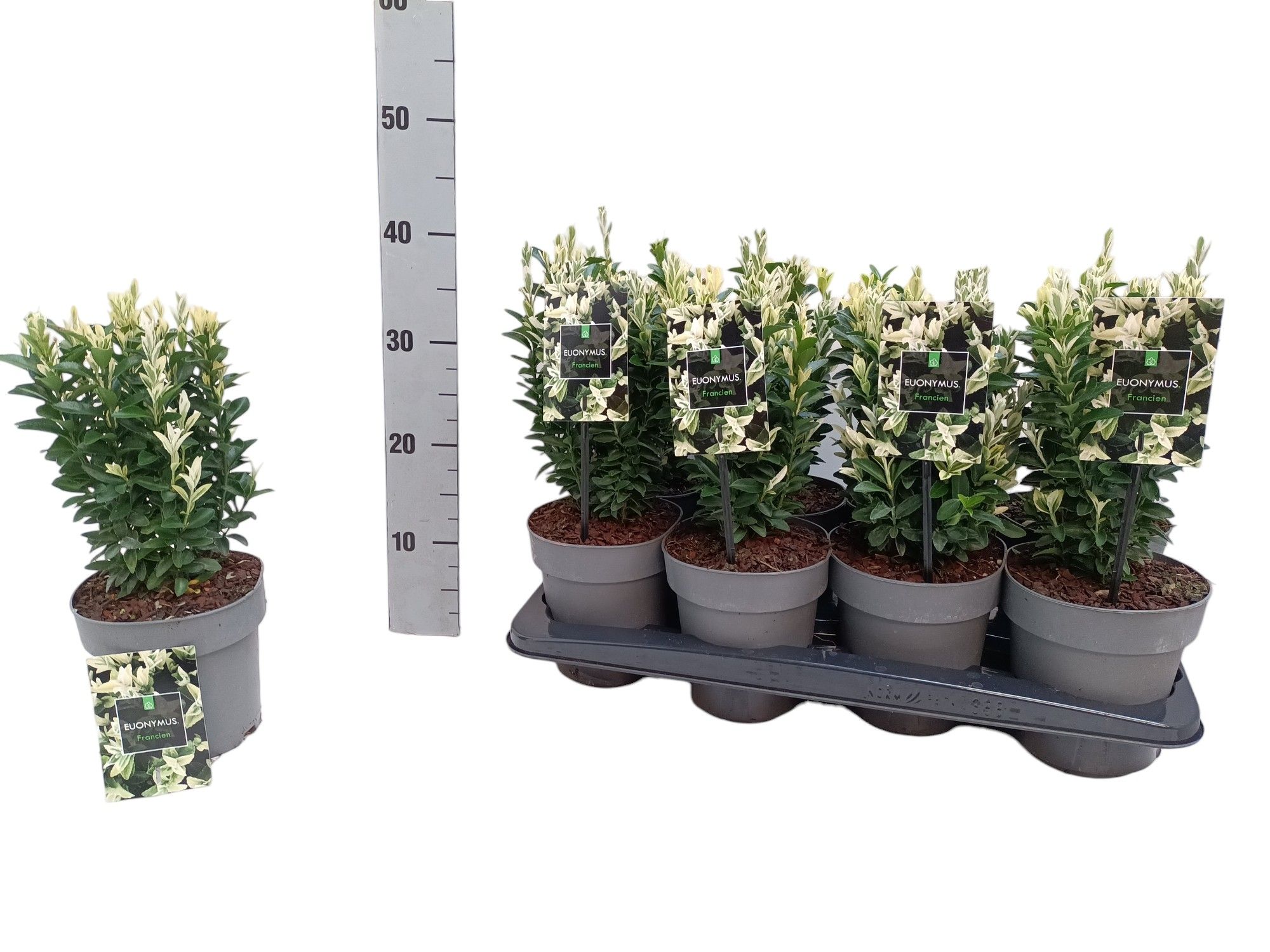 Euonymus japonicus 'Francien', D 15