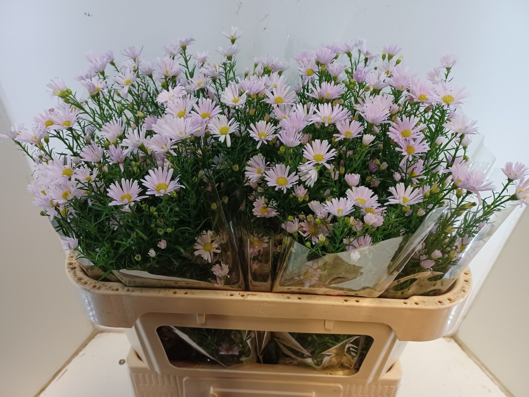 Астер Клаудия 70, шт.