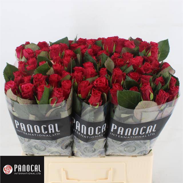 Роза од. Такази+ 60, шт.