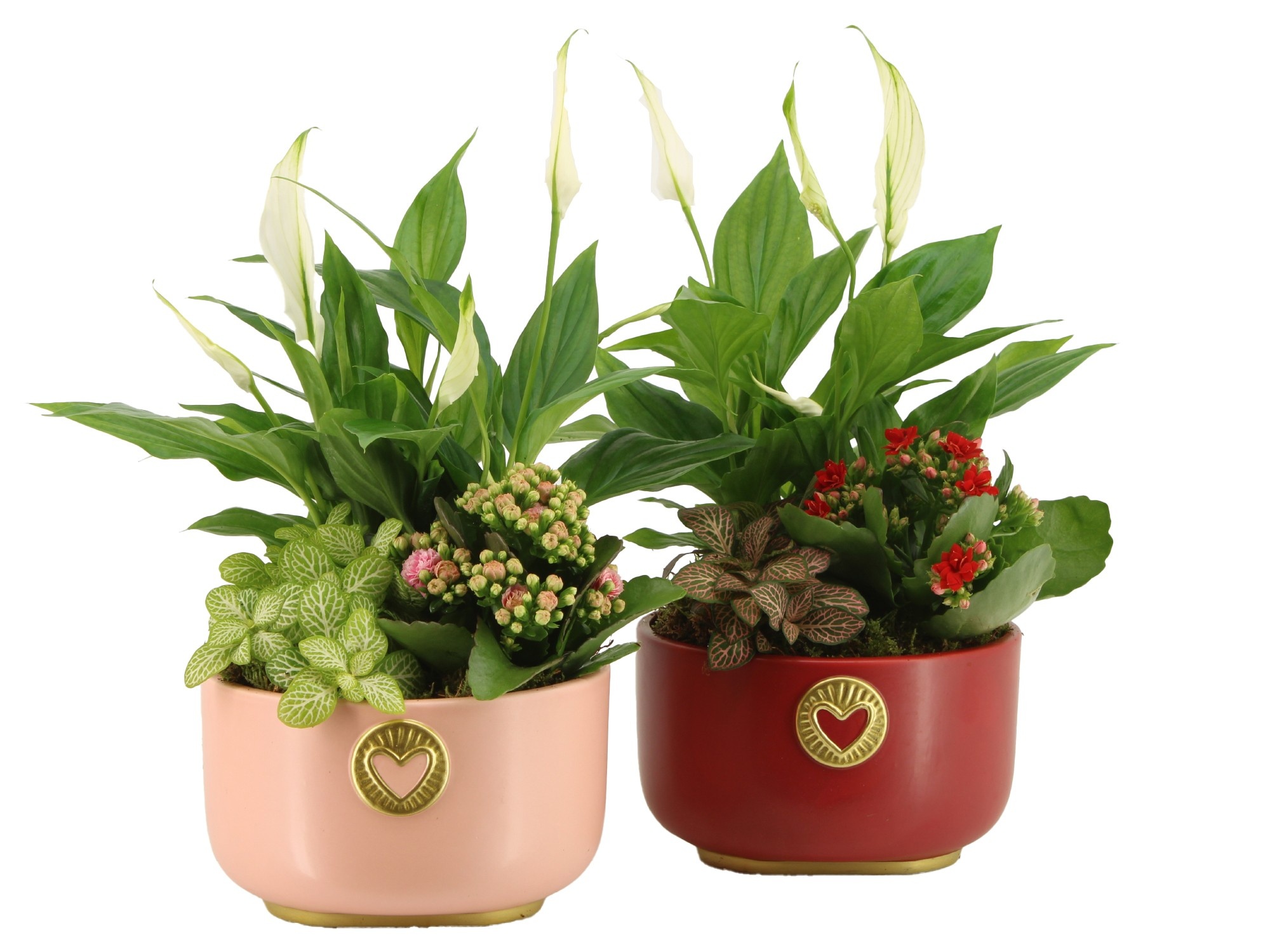 22005: Lovess arrangement, D 17