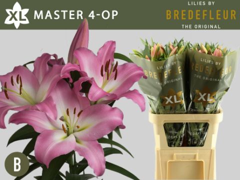 Лилия Мастер 95, шт.