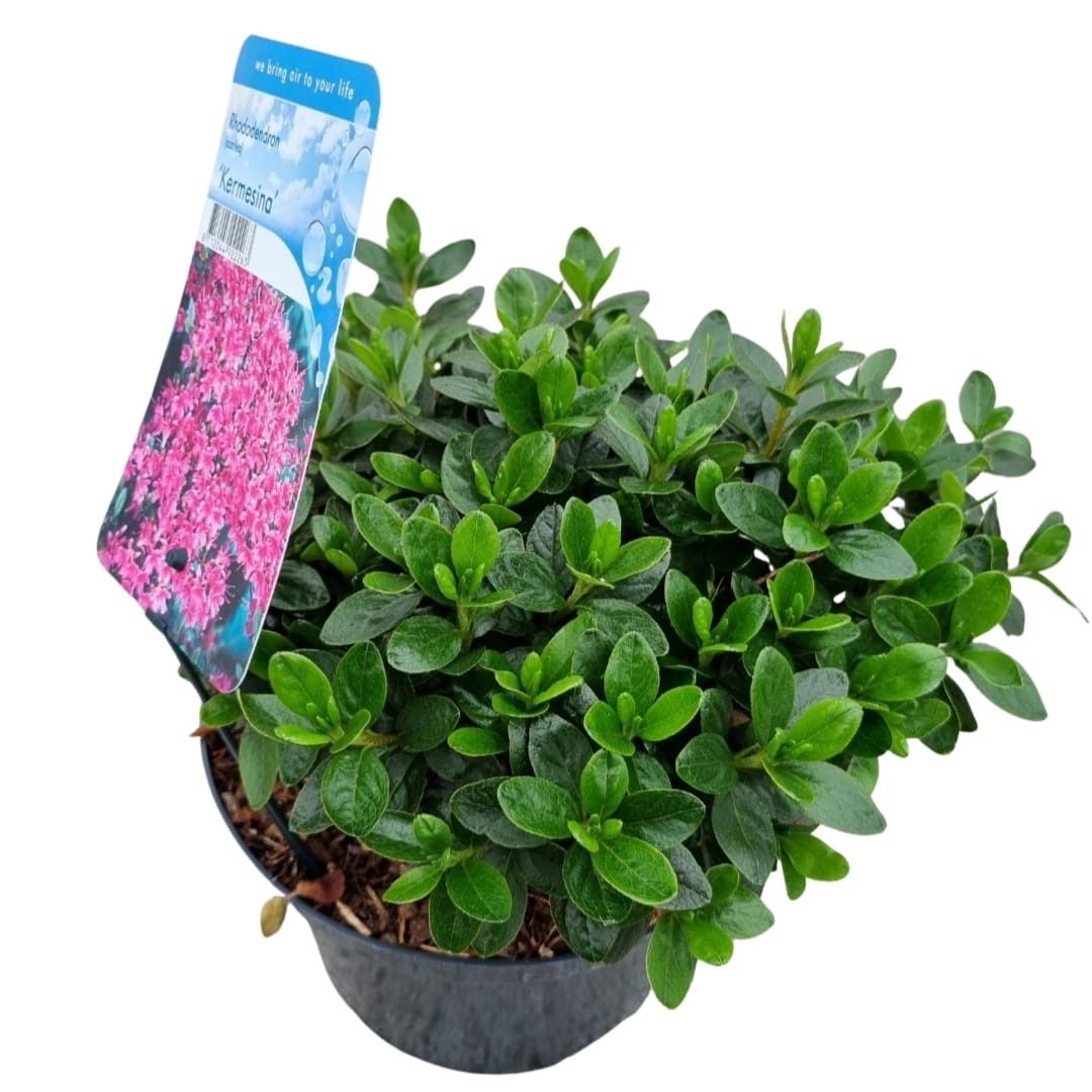 Rhododendron (AJ) 'Kermesina', D 18 cm