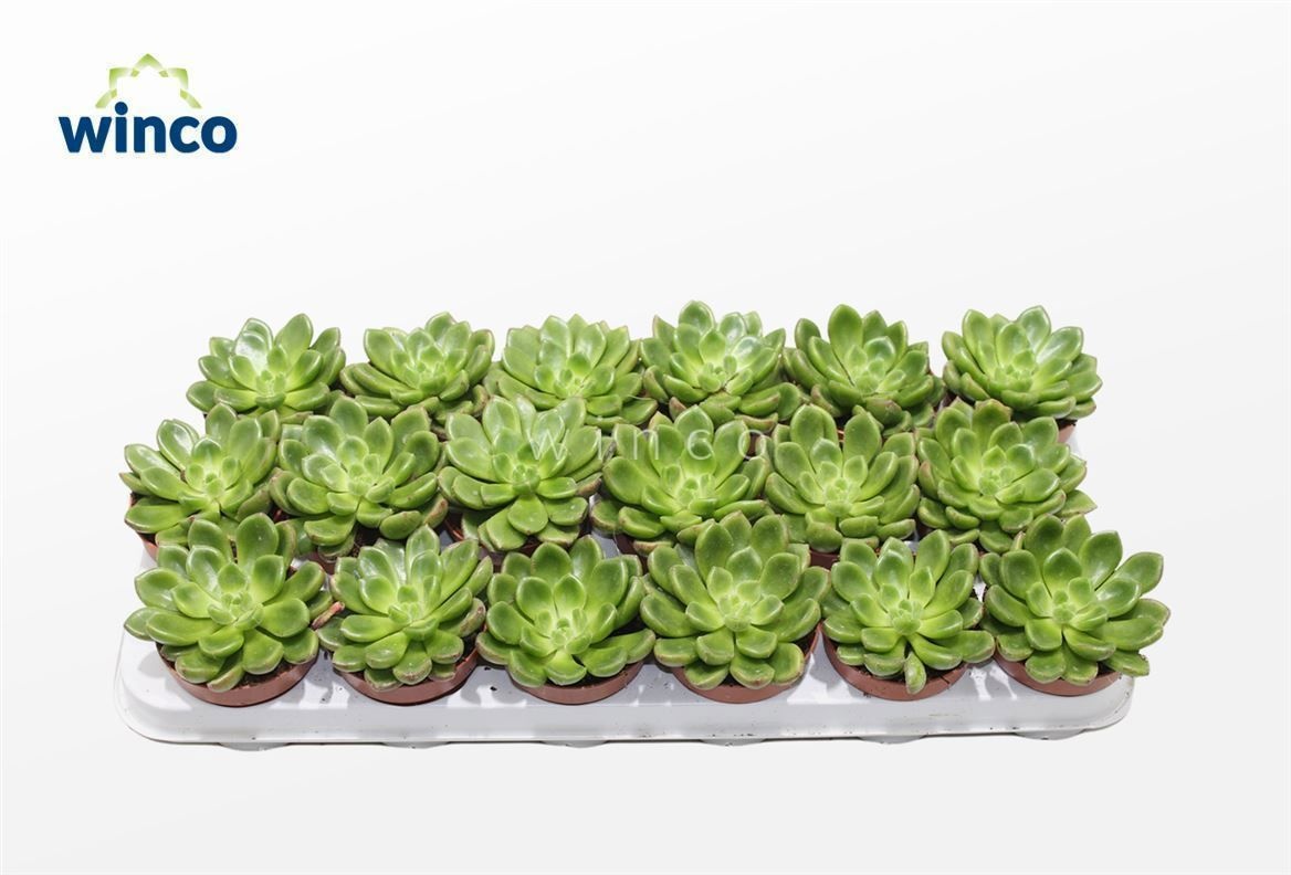 Echeveria Chubbs, D 8,5