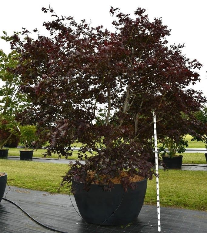 Acer pal. 'Bloodgood', D 140