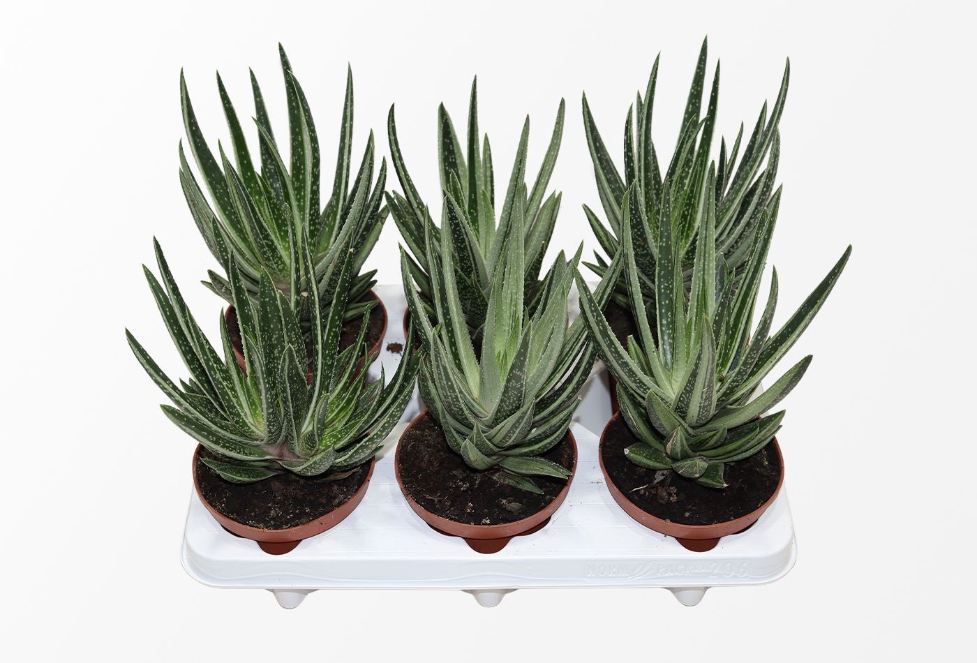 Gasteraloe Variegata, D 12