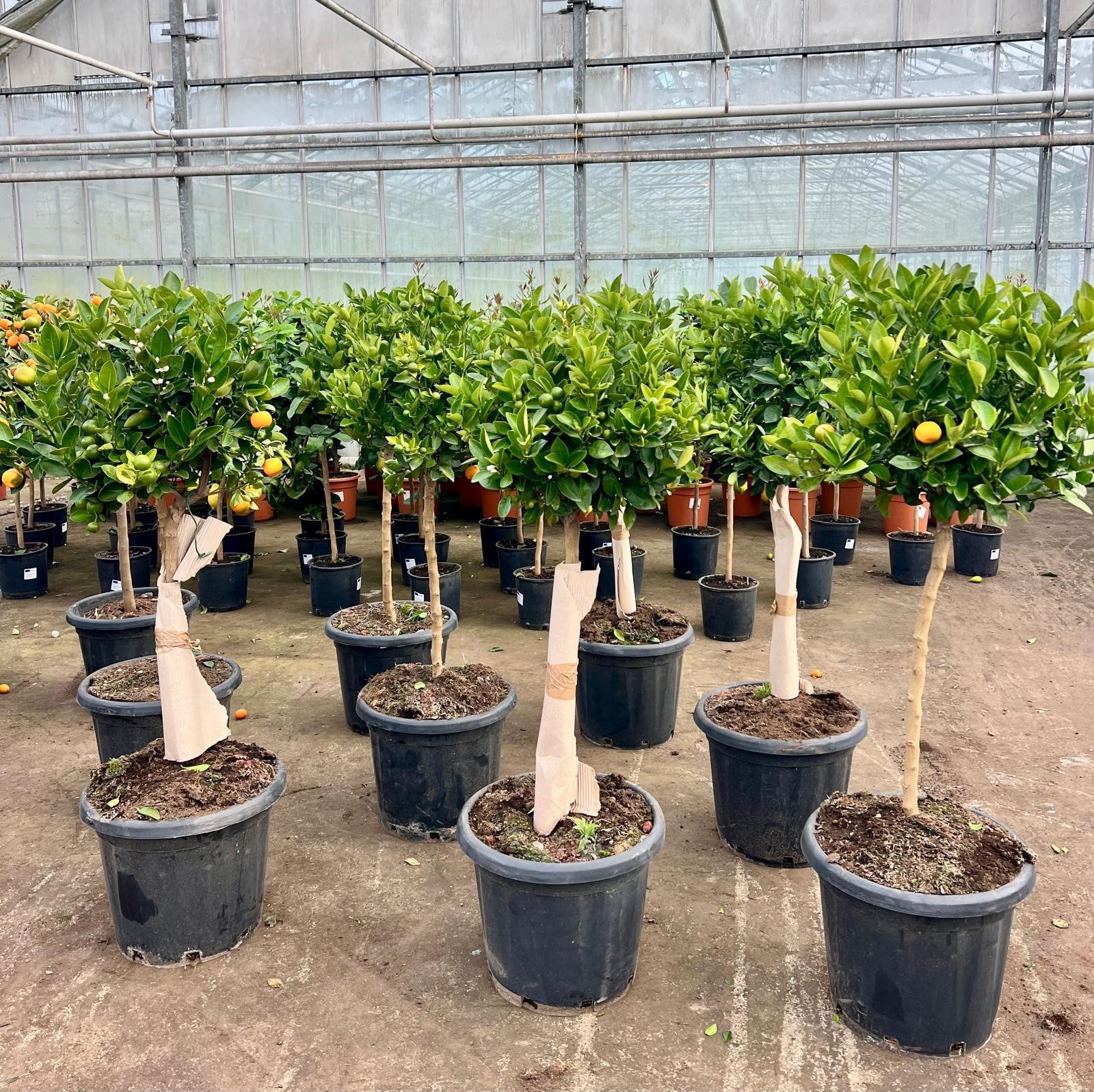 Citrus Calamondin on stem, D 40