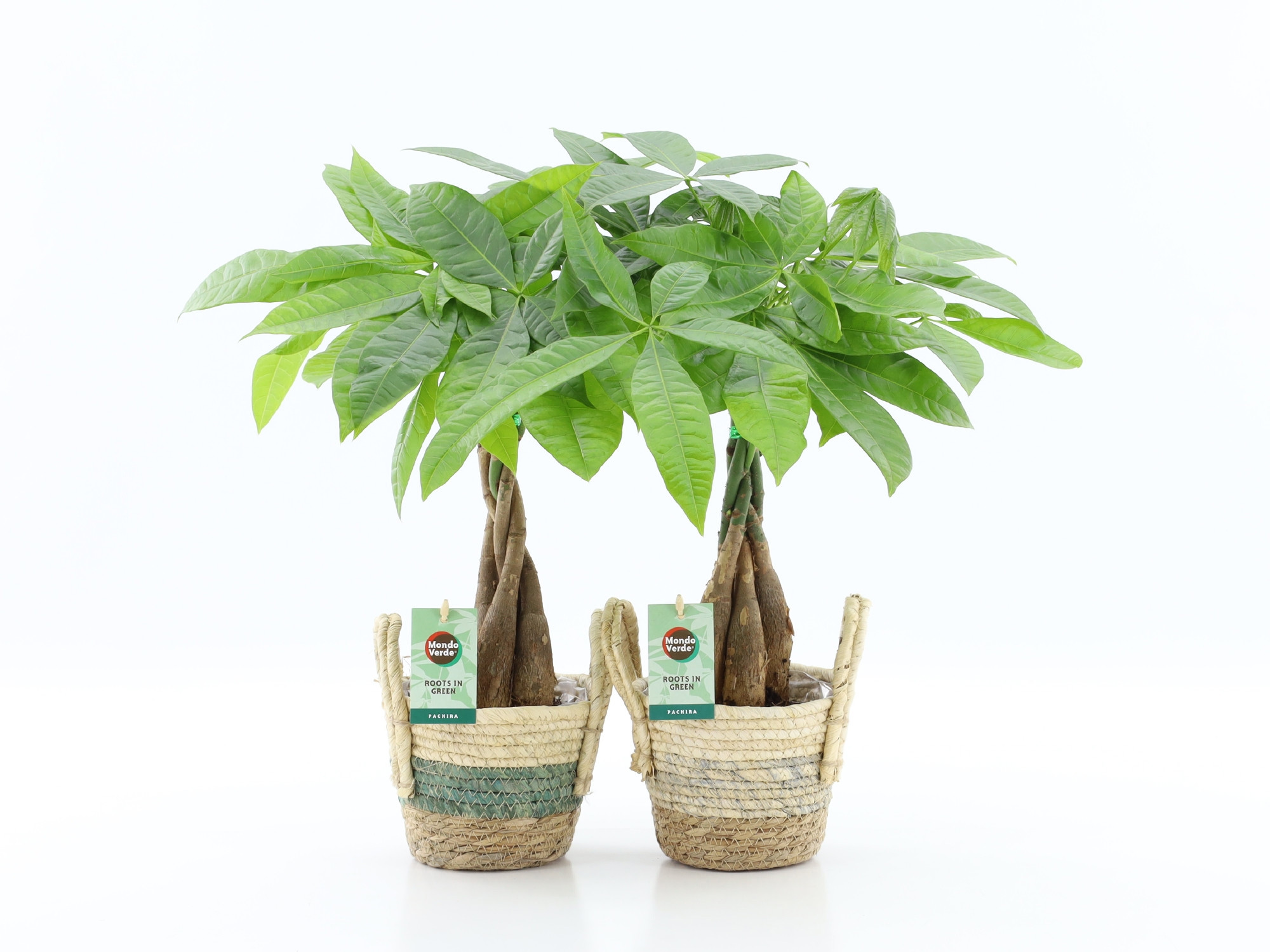 Pachira Aquatica gevlochten stam in Noah Stripe, D 14