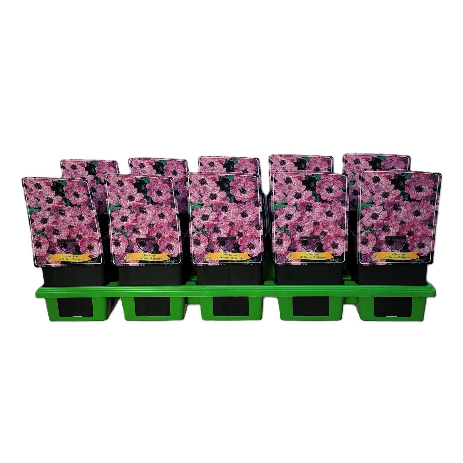 Geranium cinereum 'Ballerina' P11, D 11 cm