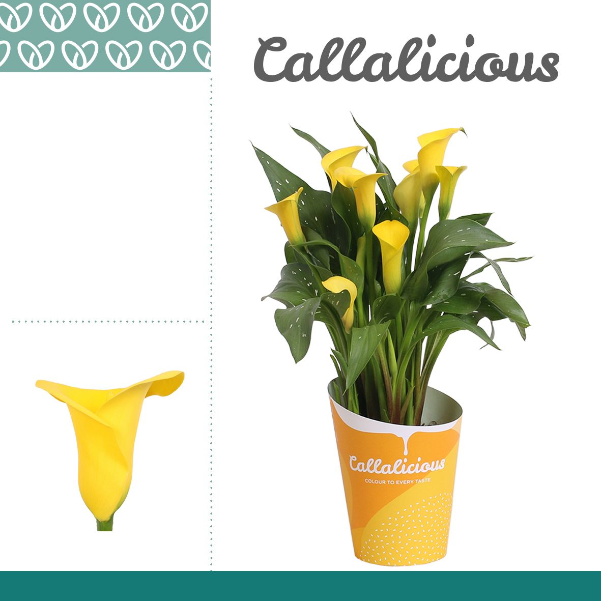 Zantedeschia (Calla) Geel in Potcover ton-sur-ton, D 12