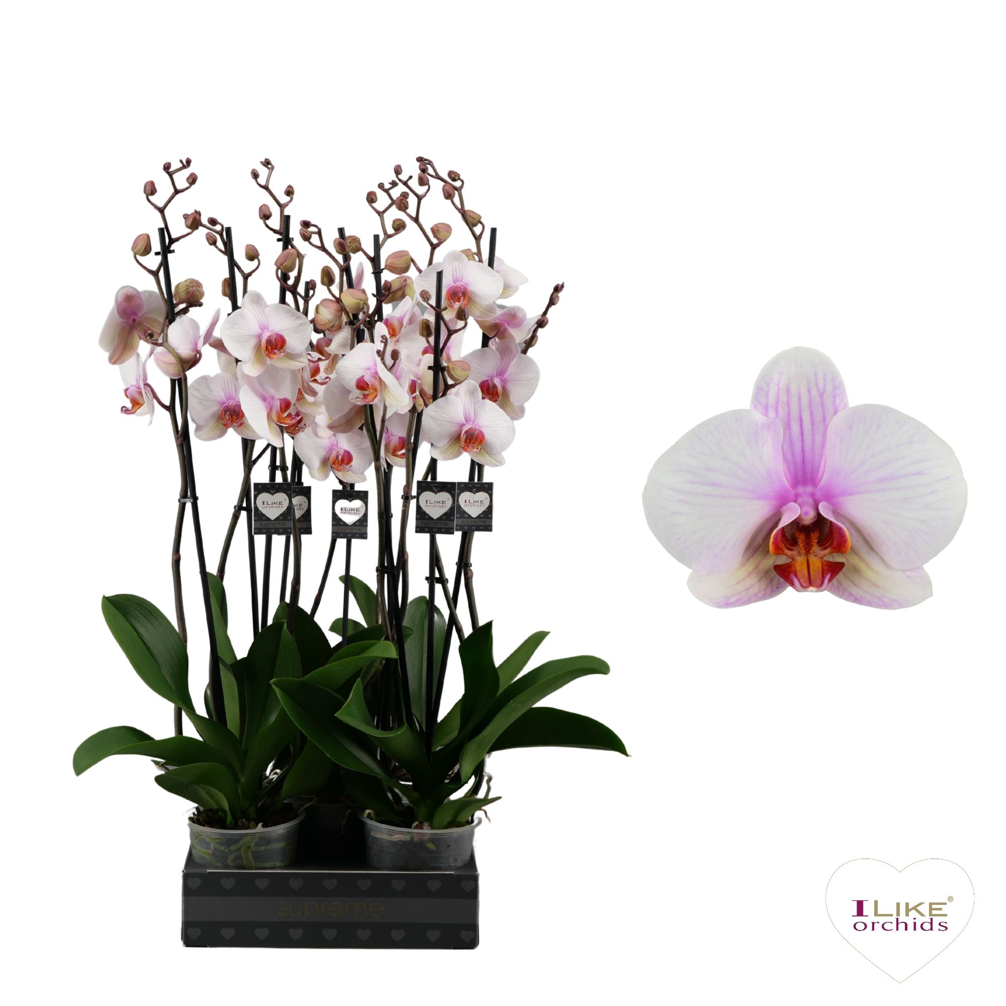 Phalaenopsis Madrid - 2 tak 70cm, D 12