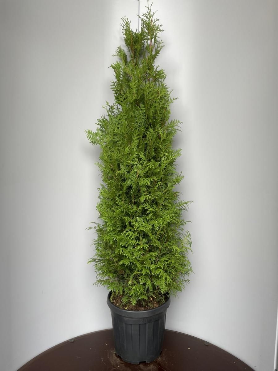Thuja occ. 'Brabant', D 34