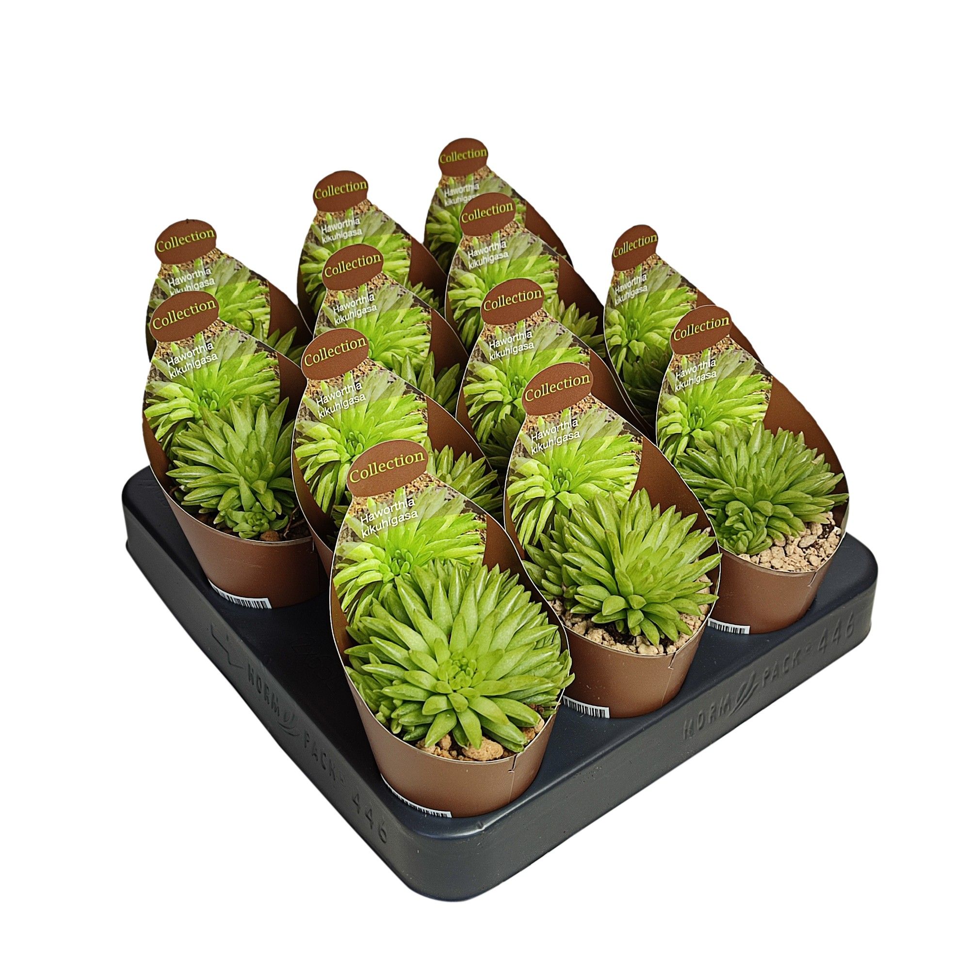 HAWORTHIA KIKUHIGASA - POT Ø 6,5 - COLLECTION WITH POTCOVER (SUCCULENTEN), D 6,5