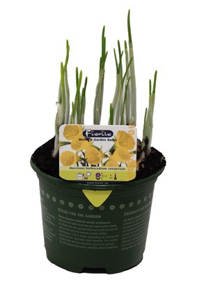 Narcis bulbocodium Oxford Gold, D 13