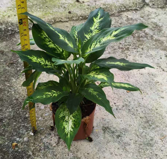 Аглаонема 11 27