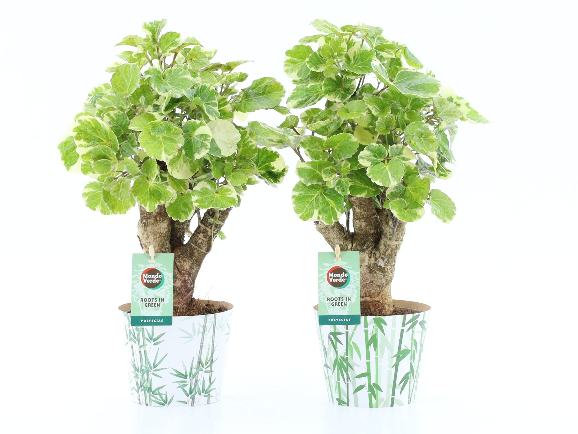 Polyscias Balfouriana in Potcover Bamboo, D 12