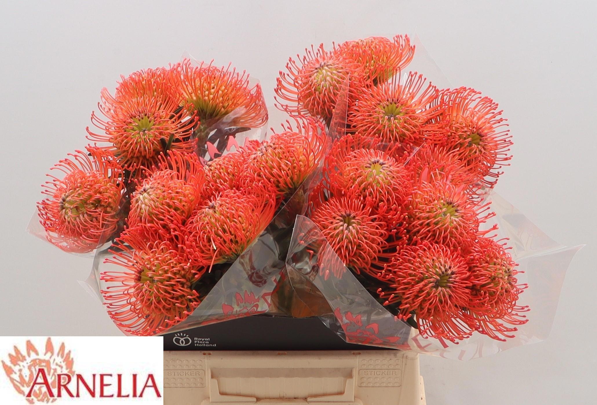 Нутанс Саксешн 45 (красн.), шт.