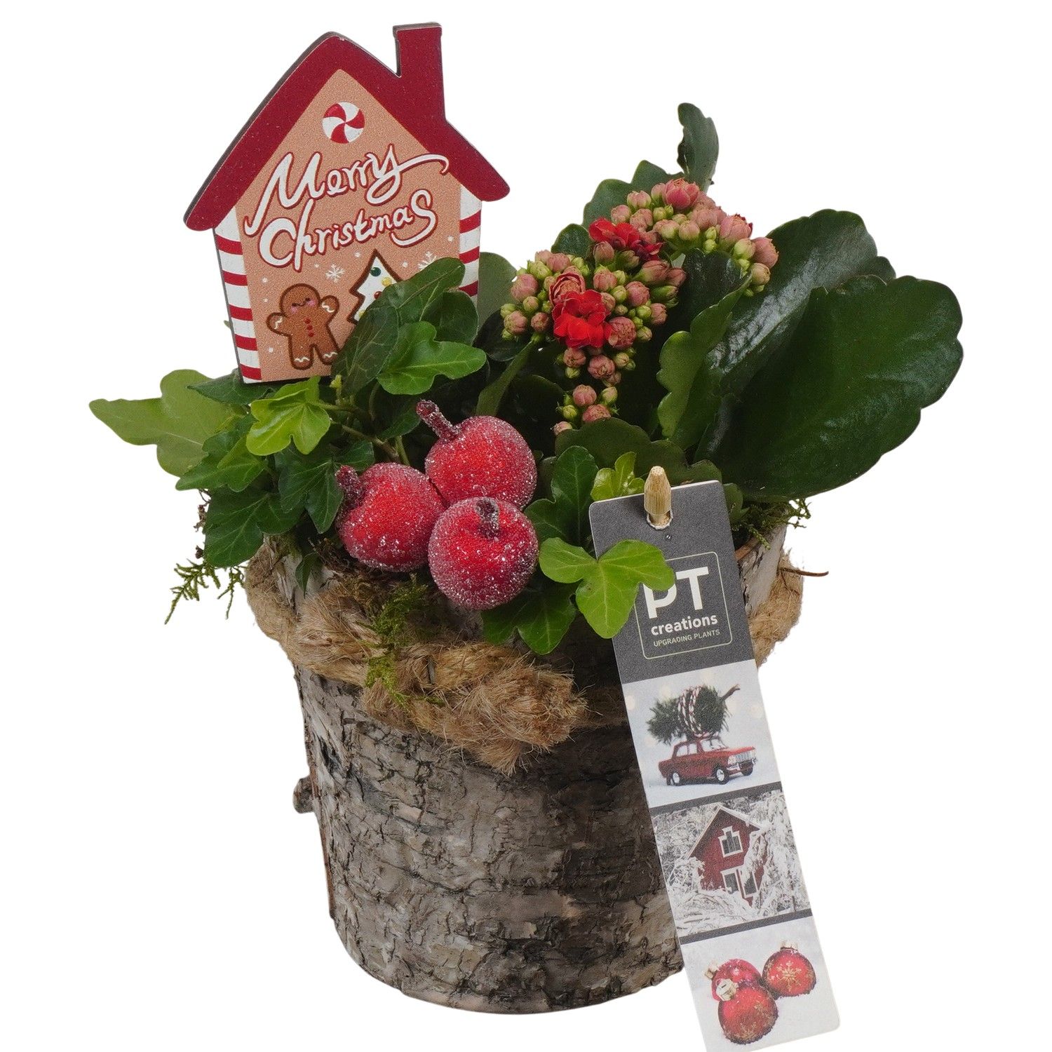 PTCHR7345 Arrangement Christmas Red in houten pot, D 11 cm