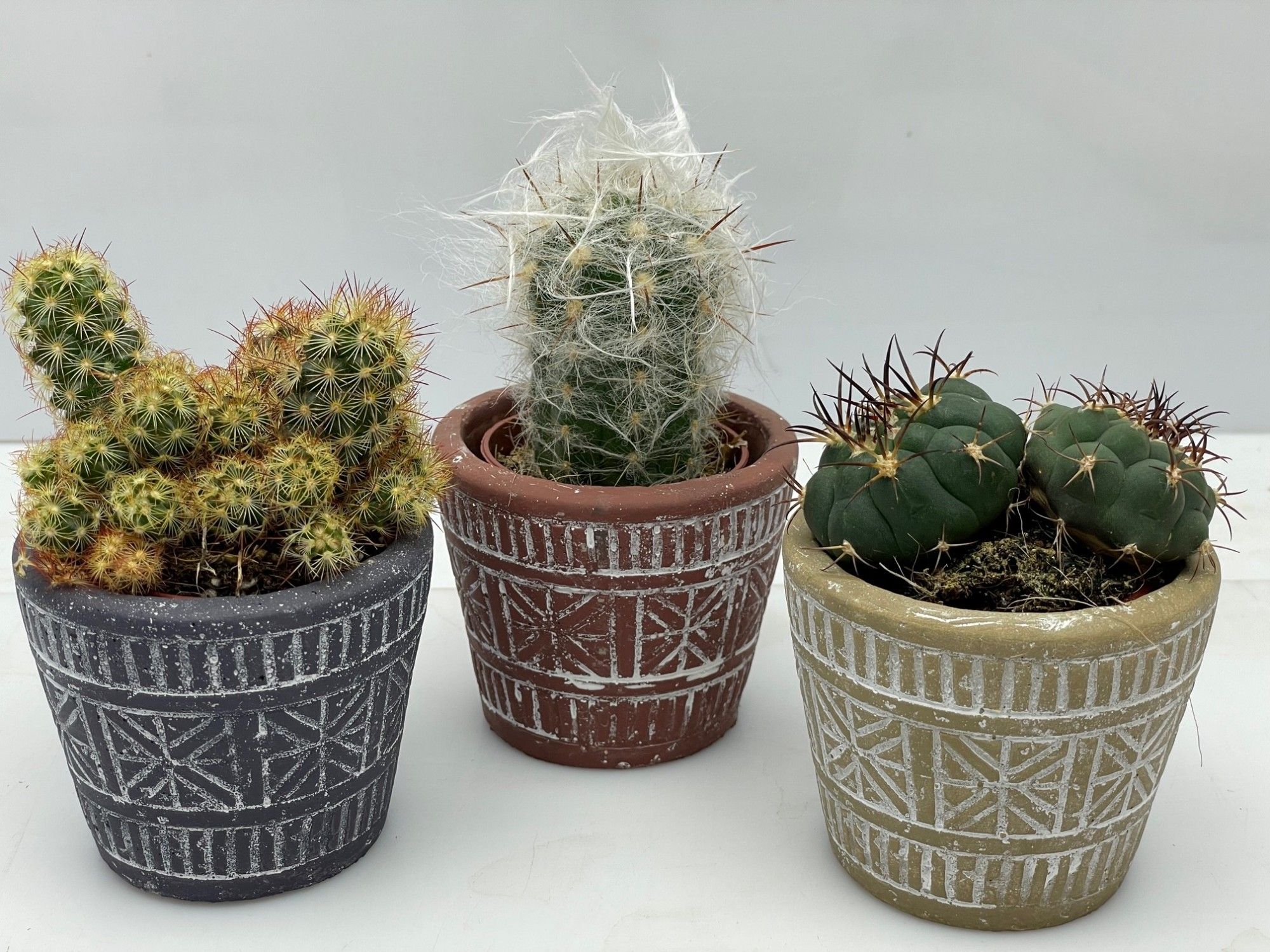 166 Majapot cactus 5,5 cm, D 7,5